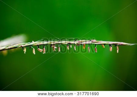 Macro Closeup Lush Big Bluestem Tall Grass With Lush Green Forest Background