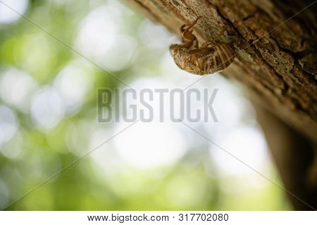 Close Up Of Cicada Exuvia Exoskeleton On Tree With Green Nature Bokeh.