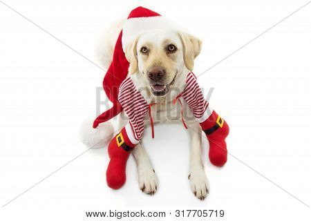 Happy Dpg Celebrating Christmas With A Santa Costume. Isolated On White Background.