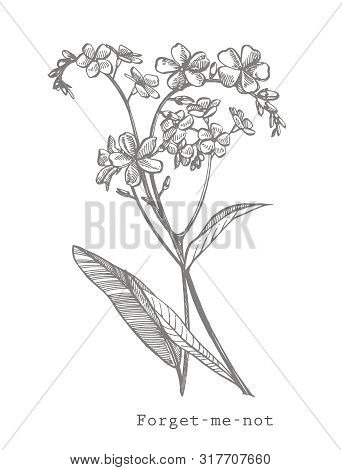 Forget-me-not Flowers. Botanical Illustration. Good For Cosmetics, Medicine, Treating, Aromatherapy,