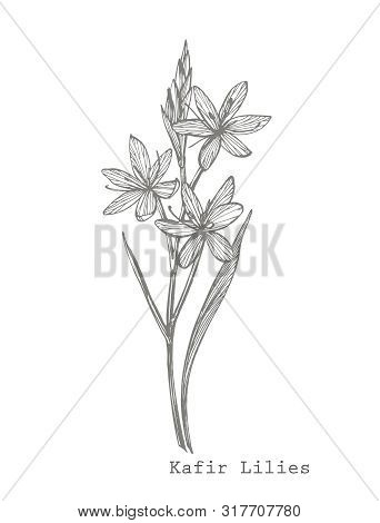 Kafir Lilies Flowers. Collection Of Hand Drawn Flowers And Plants. Botany. Set. Vintage Flowers. Bla