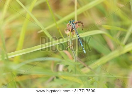 Top Closeup View Of Spearhead Bluet Resting On Plant In Meadow. Horizontally.