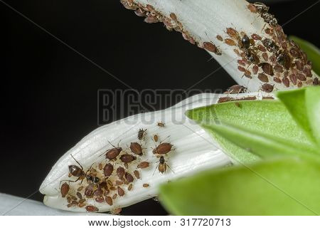 Aphids Are A Parasitic Insect That Sucks Juice From Plants. Ants Taking Care Of Aphids.
