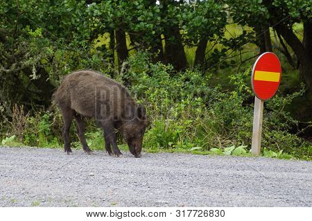 Wild Boar On A Dirt Road - Animal Wildlive