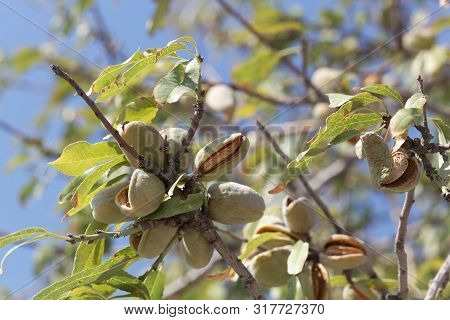 Branches Of An Almond Tree With Fruits.