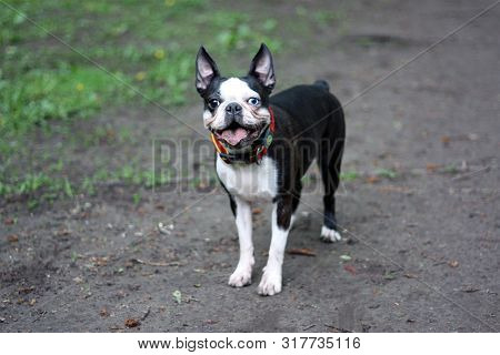 Happy Friendly Funny Boston Terrier Dog Outdoor