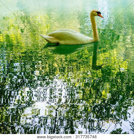 Elegant Swan On The Reflective Surface Of Calm River Lake In French Robertsau Forest 0 Large Copys S