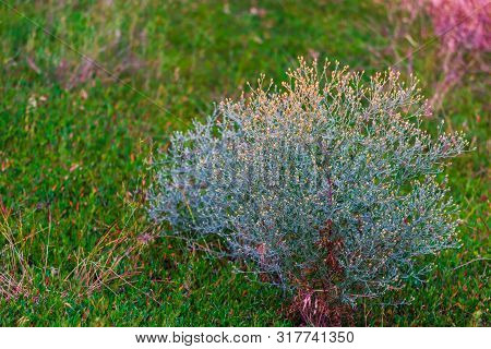 Green Summer Grass With Bushes Of Dried Weeds On The Steppe.