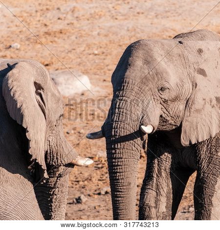 Two Male African Elephants -loxodonta Africana- Challenging Each Other At The Chudop Waterhole In Et