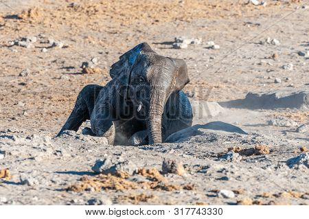 A Young Baby African Elephant -loxodonta Africana- Rubbing Its Skin On The Dusty Ground Of The Chudo