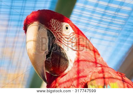 Green-winged Macaw Or Ara Chloroptera Close Up
