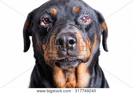 Red Swollen Inflamed Dog's Eyes During An Infection