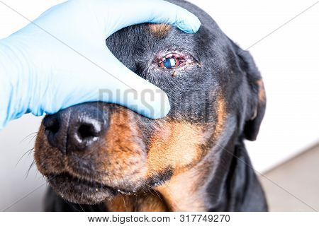 Red Swollen Inflamed Dog's Eyes During An Infection