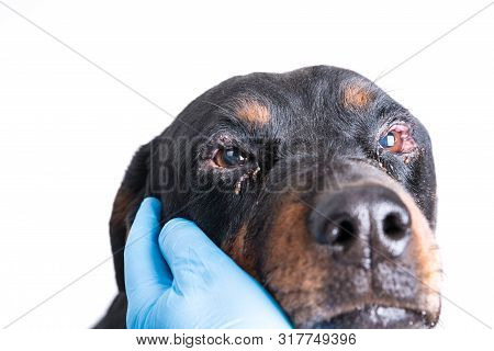 Red Swollen Inflamed Dog's Eyes During An Infection