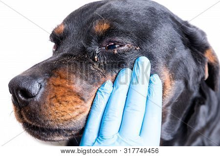 Red Swollen Inflamed Dog's Eyes During An Infection