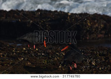 African Oystercatcher Birds (haematopus Moquini) Foraging On Moss Rocks, Mossel Bay, South Africa