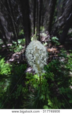Flowering Bear Grass In Dark Forest In Montana