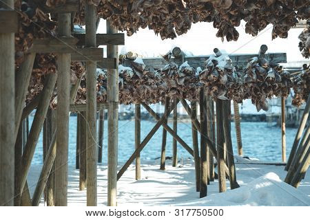 Cod Heads In Lofoten