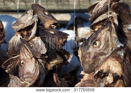 Cod Heads In Lofoten