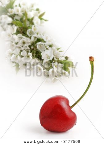 Ciliegio