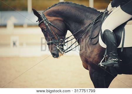 Equestrian Sport. Portrait Sports Brown Stallion In The Double Bridle.the Leg Of The Rider In The St