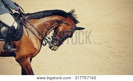 Equestrian Sport. Portrait Sports Brown Stallion In The Double Bridle.the Leg Of The Rider In The St