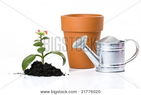 Piantare verde fresco per salvare l'ambiente