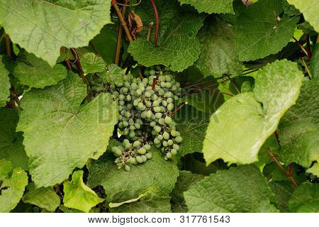 Green Grapes Growing On Grape Vines. Unripe, Young Wine Grapes In Vineyard, Early Summer. Bunch Of G