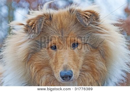Cabeça de um cão Collie britânico