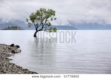 Baum in das Lake wanaka