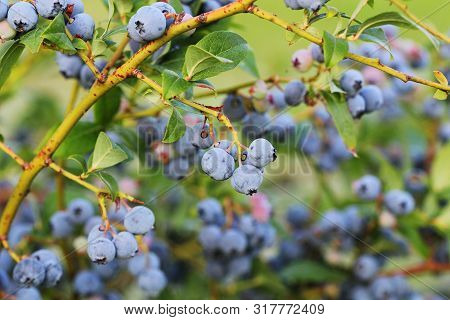 Blueberries Ripening On The Bush. Shrub Of Blueberries. Growing Berries In The Garden. Close-up Of B
