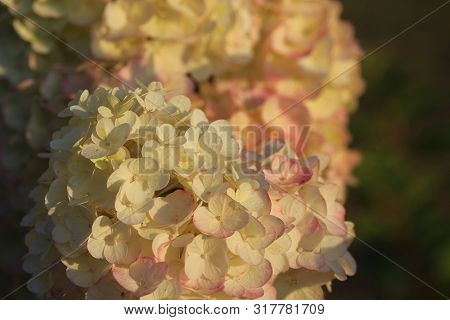 Pink Hydrangea In Full Bloom. Blossoming Flowers In Summer Garden. Hydrangea Blossom On Sunny Day. F