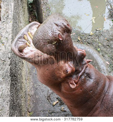 Huge Hippo  In The Water With A Wide Open Mouth.  Hippopotamus Amphibius. Animal In Zoo.