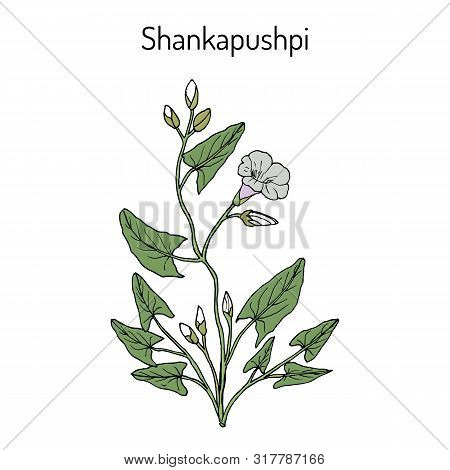 Shankapushpi Convolvulus Prostratus , Medicinal Plant. Hand Drawn Botanical Vector Illustration