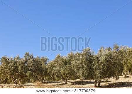 Olive Tree Fields In Andalusia. Spanish Agricultural Harvest Landscape. Jaen
