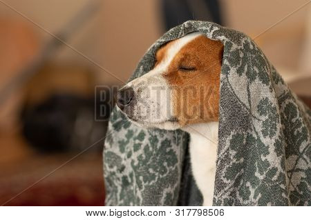 Indoor Portrait Of Royal Basenji Dog Drowsing Under Coverlet