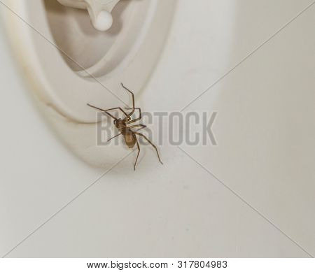 Macro shot of a brown recluse spider on white background
