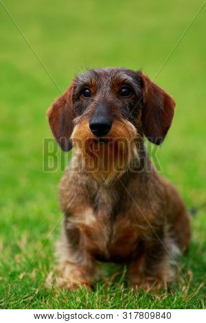 Dog Breed Wire Haired Dachshund
