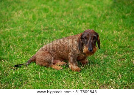 Dog Breed Wire Haired Dachshund