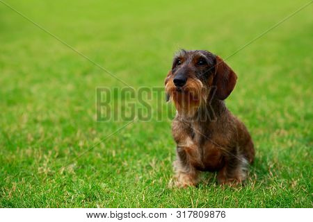 Dog Breed Wire Haired Dachshund