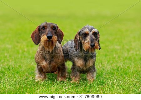 Dog Breed Wire Haired Dachshund