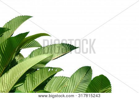 Elephant Apple Tree Leaves With Sun Light On White Isolated Background For Green Foliage Backdrop