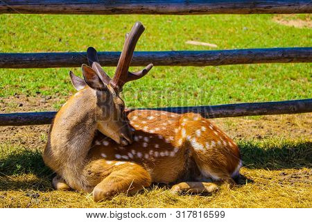 Sika Deer Lies On The Grass On A Sunny Day.