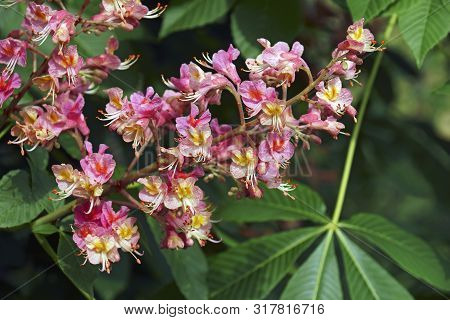 Fort Mcnair Red Horse Chestnut (aesculus X Carnea Fort Mcnair). Hybrid Between Aesculus Pavia And Ae