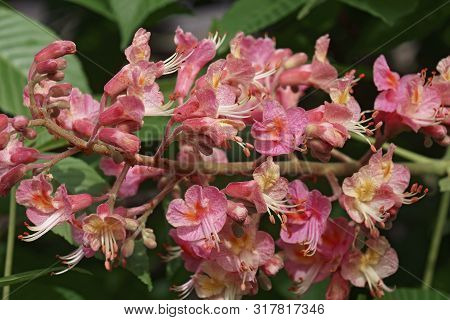 Fort Mcnair Red Horse Chestnut (aesculus X Carnea Fort Mcnair). Hybrid Between Aesculus Pavia And Ae
