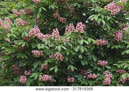 Fort Mcnair Red Horse Chestnut (aesculus X Carnea Fort Mcnair). Hybrid Between Aesculus Pavia And Ae