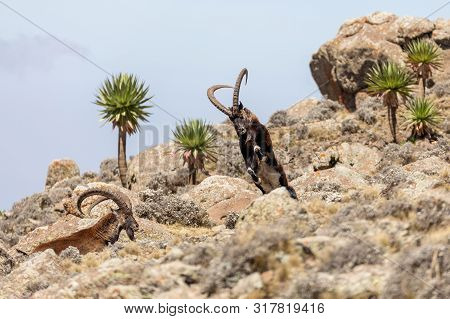 Very Rare Walia Ibex Fighting, Capra Walia, Rarest Ibex In World. Only About 500 Individuals Survive