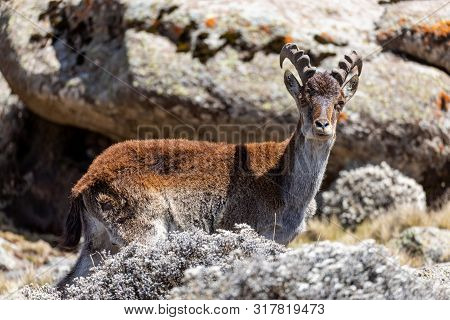 Baby Of Very Rare Walia Ibex, Capra Walia, One Of The Rarest Ibex In World. Only About 500 Individua