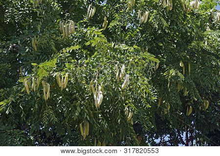 Image Of Kentucky Coffeetree With Fruits (gymnocladus Dioicus).
