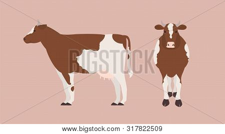 Cow Isolated On Light Background. Bundle Of Portraits Of Cute Domestic Herbivorous Animal, Beef Or D